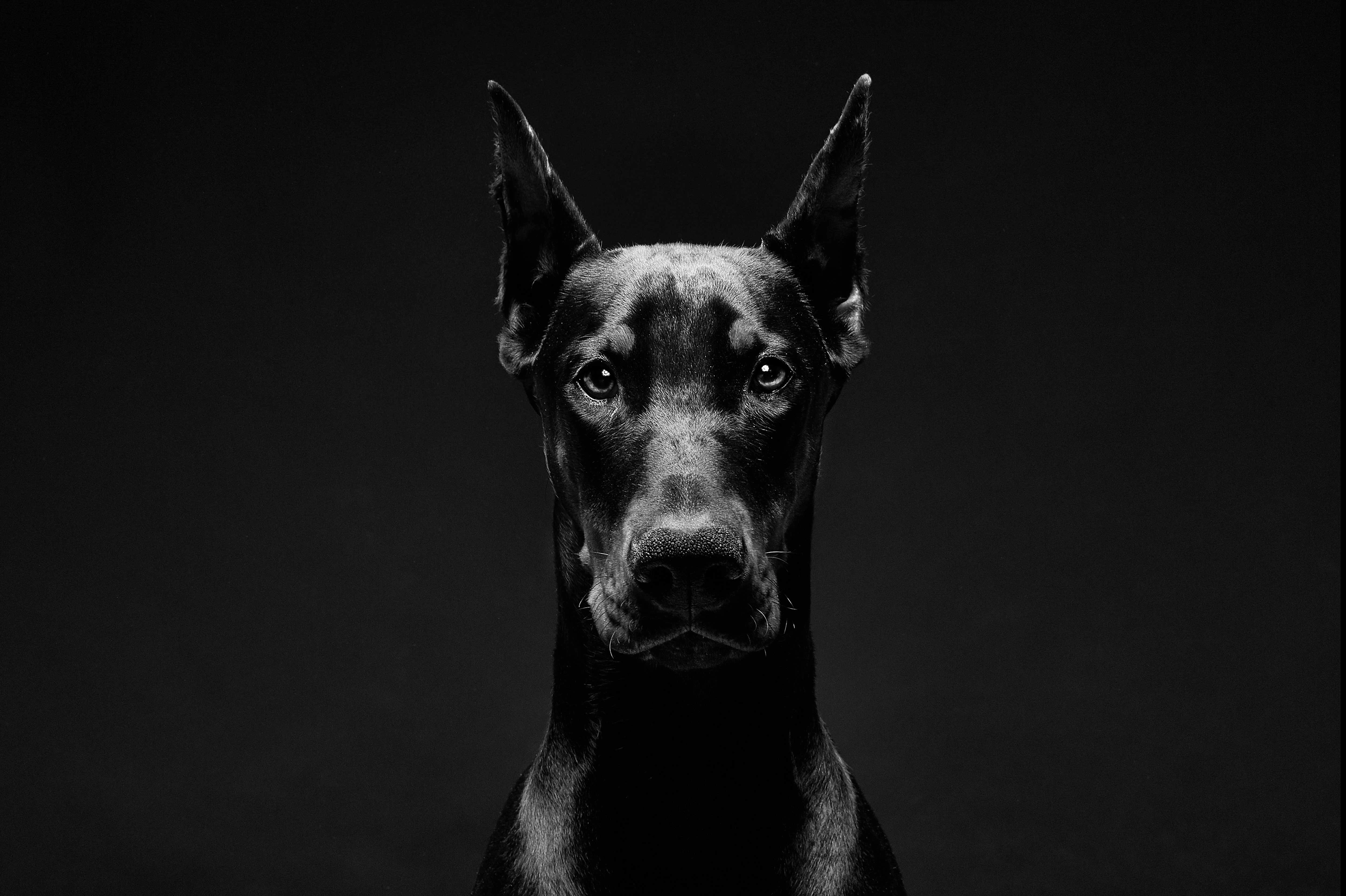 Doberman standing guard symbol of strategic protection